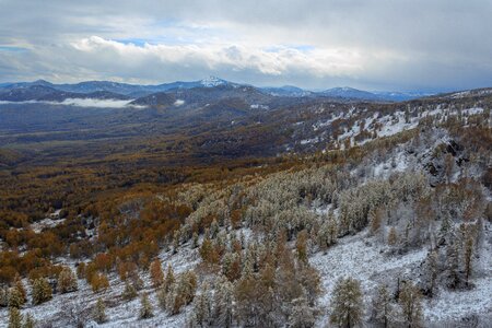 Forest snow winter