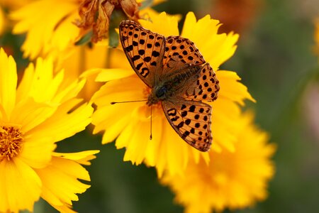 Yellow insect wing photo