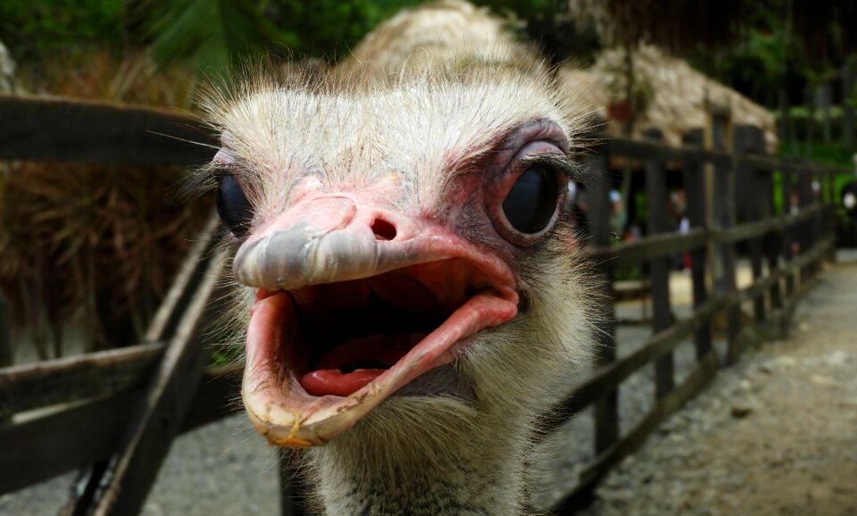 Eyes colombia bird