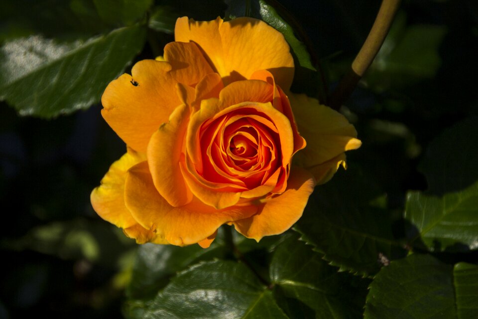 Bloom nature rose blooms