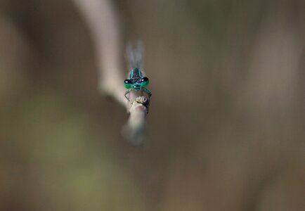 Blue insecta nature