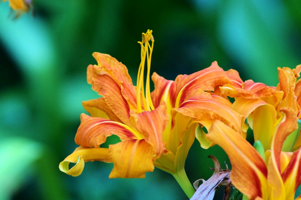 Flower floral botanical
