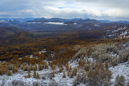 Forest snow winter photo