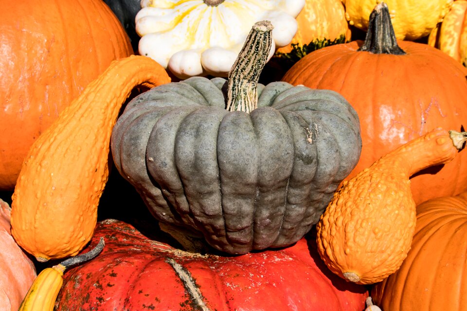 Autumn decoration autumn colorful