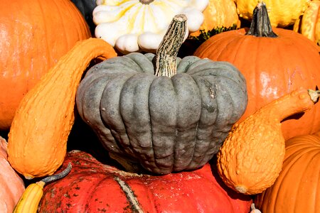 Autumn decoration autumn colorful