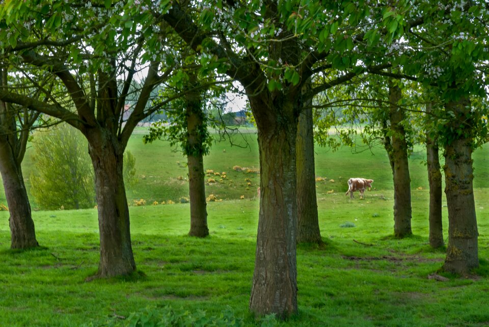 Landscape wood outdoor