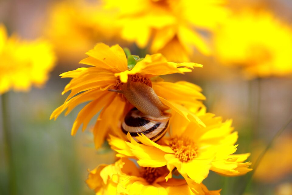Flower yellow garden
