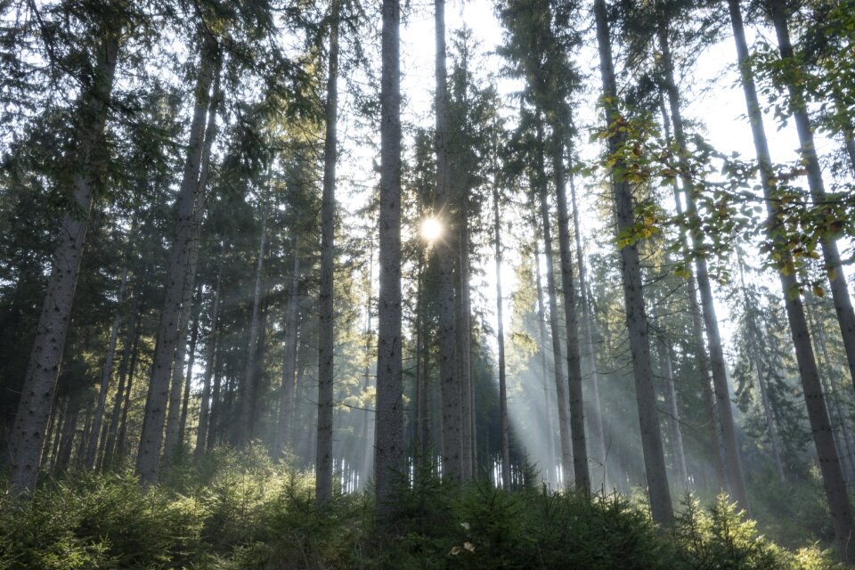Mystical mood tree