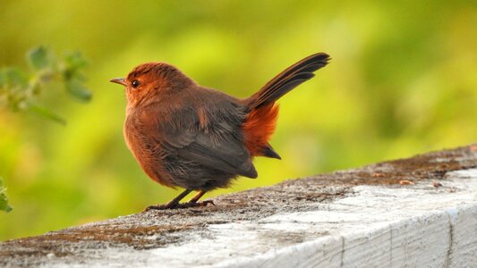 Birds sparrow nature