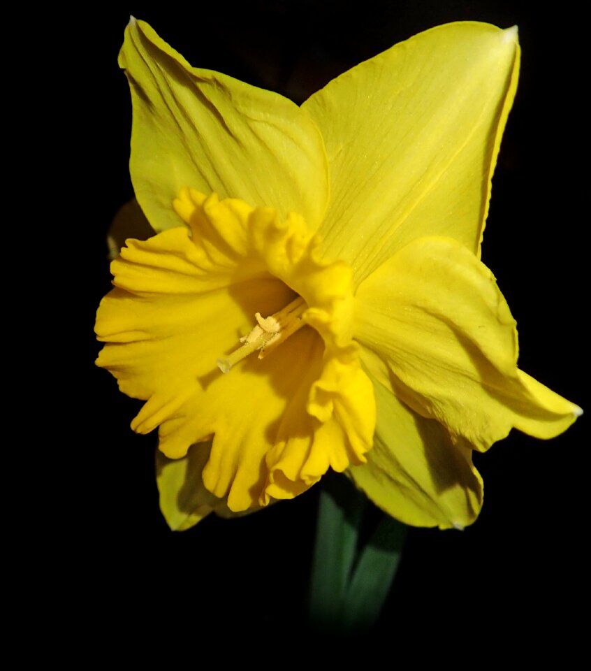 Nature bloom spring
