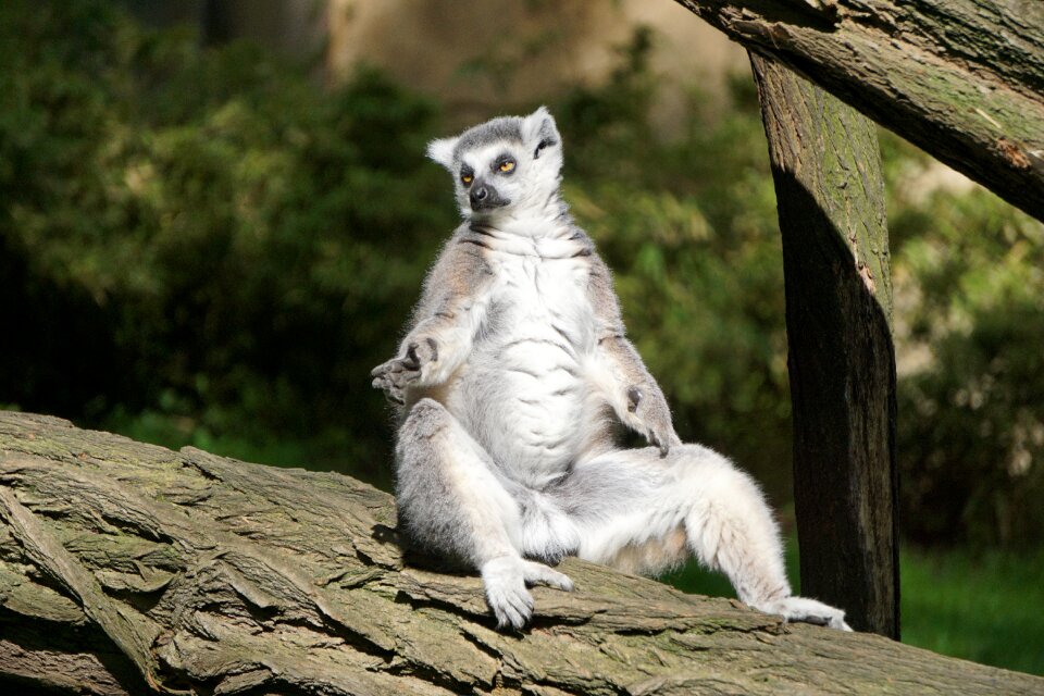 Animal animal world lemur