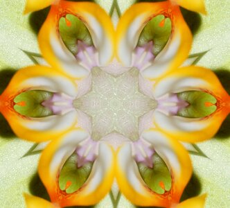 Orchid yellow dream