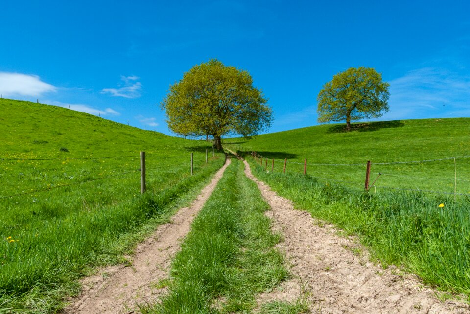 Landscape wood outdoor photo