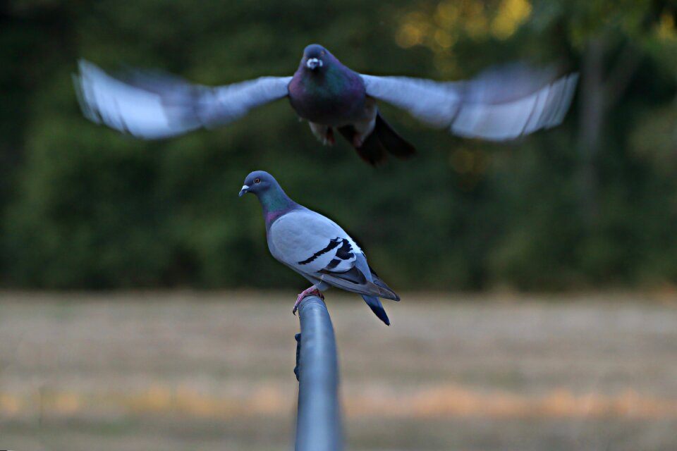 Bird animal world feather photo