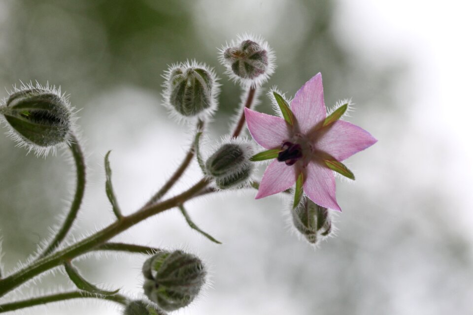 Flower medicinal plants culinary herbs