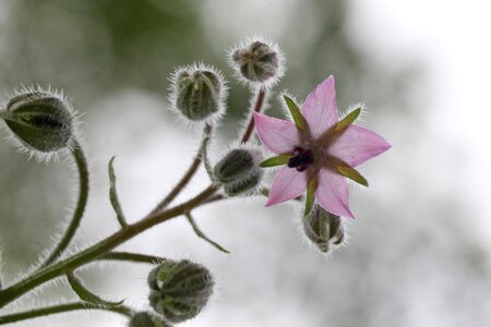 Flower medicinal plants culinary herbs