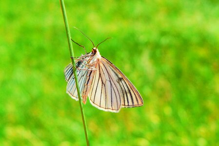 Insect mols nature