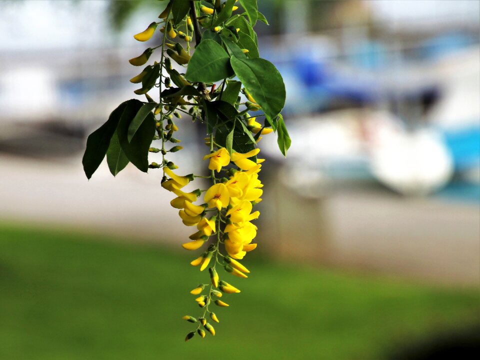 Tree plant wisteria