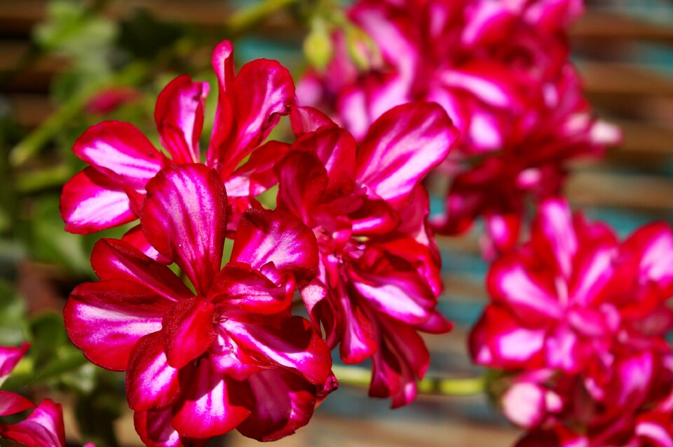 Blossom bloom garden