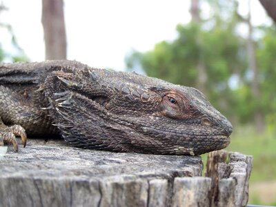 Reptile frilled neck old