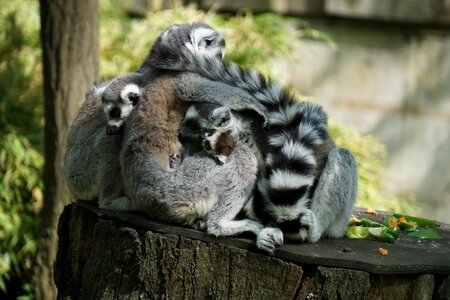 Mammal animal nature