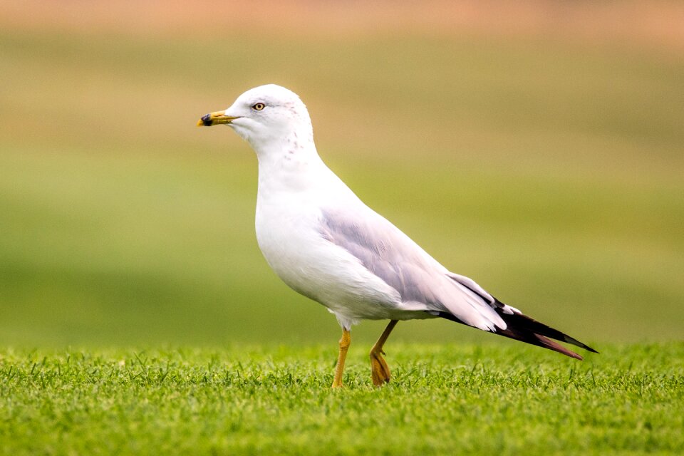 Gull bird wildlife