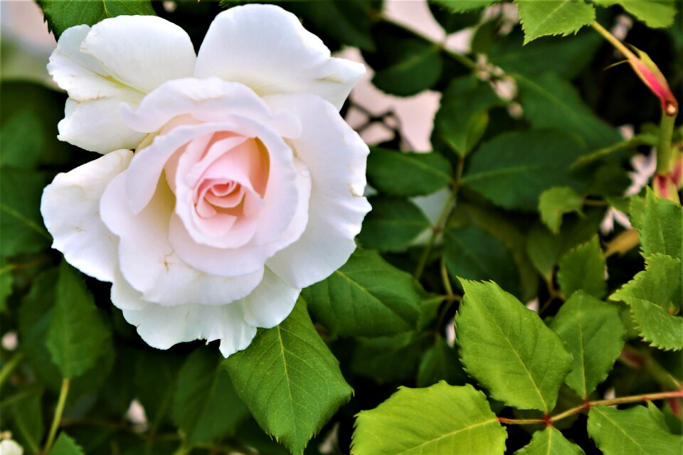 Flower nature leaves
