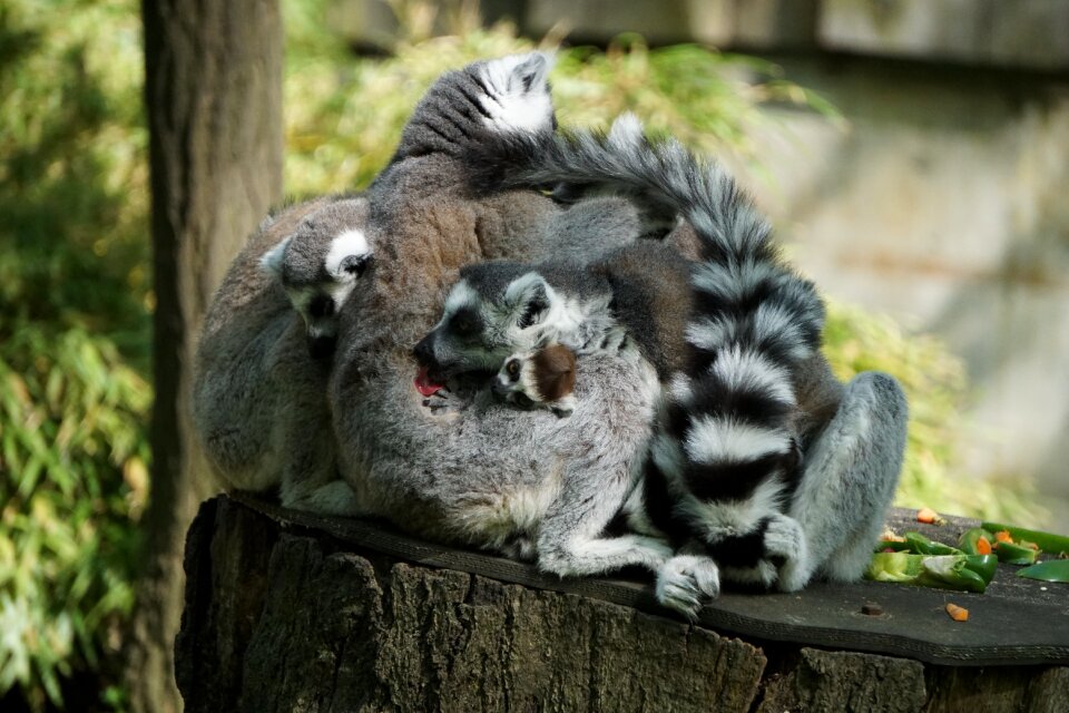 Mammal animal nature