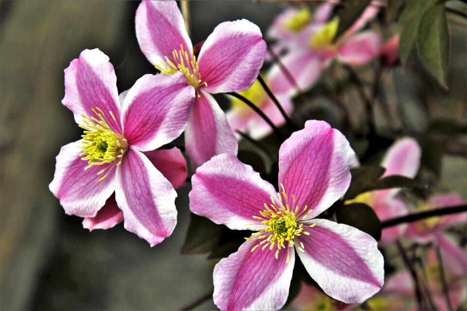 Plant nature garden