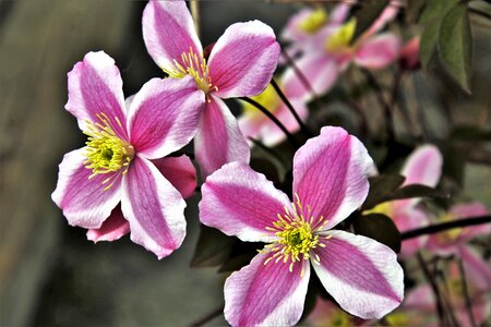 Plant nature garden
