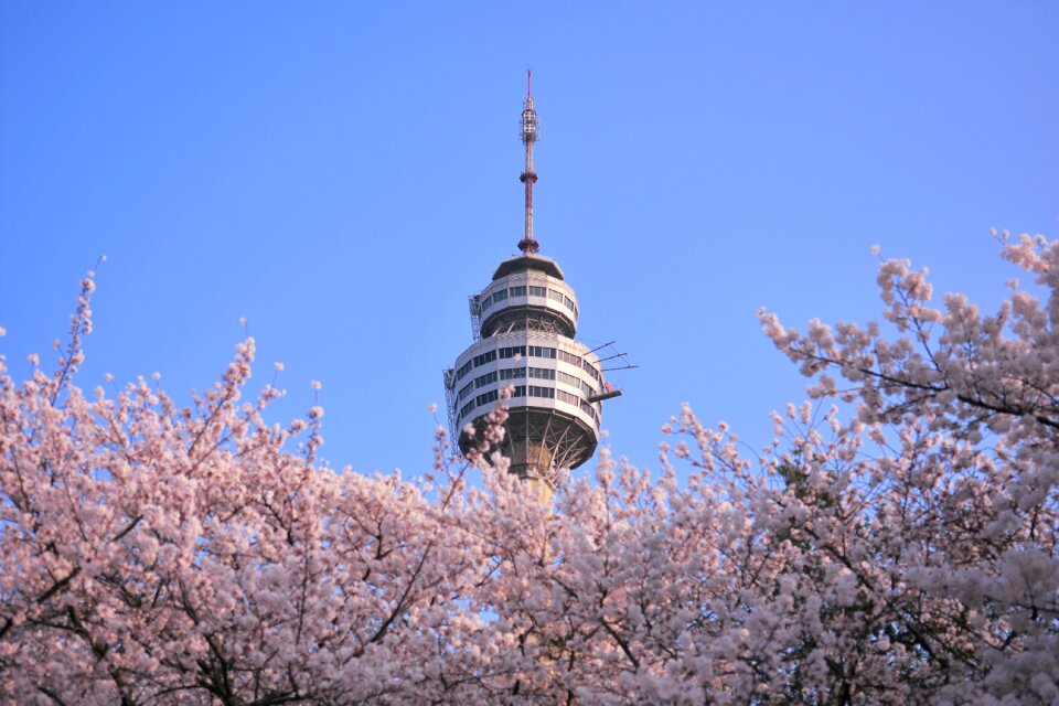 Flower tower spring