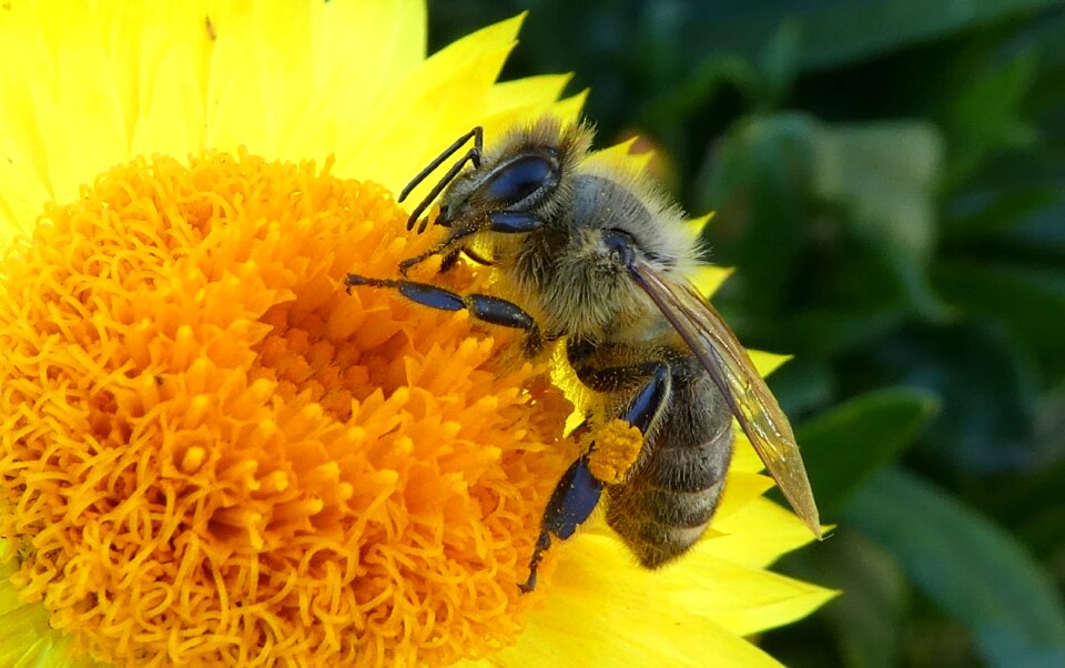Collector pollen italicum