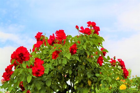 Flower nature plant