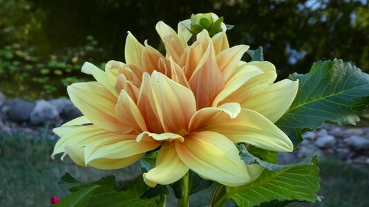 Yellow flower summer garden photo