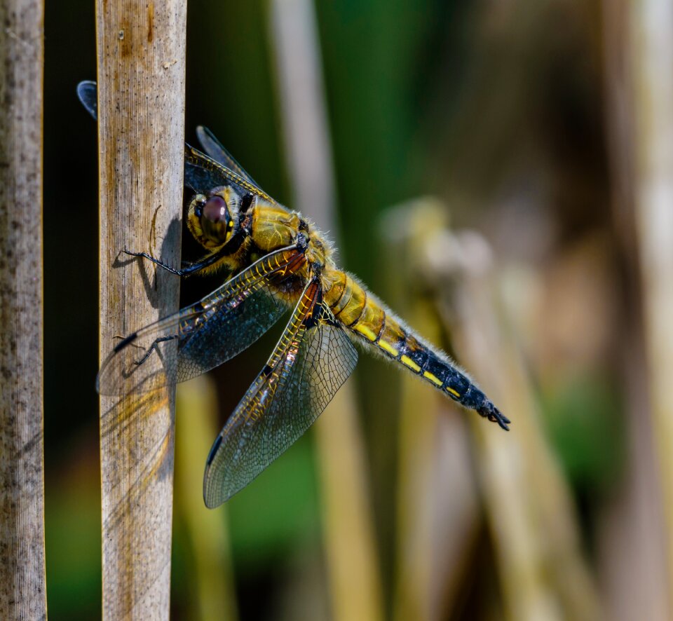 Nature wildlife 4 spot chaser