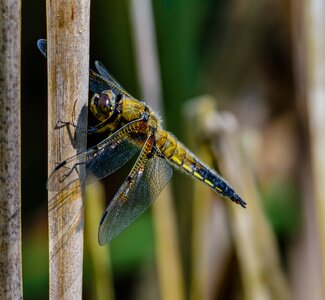 Nature wildlife 4 spot chaser
