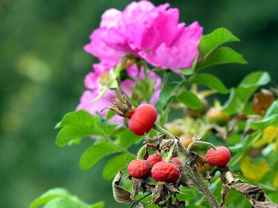 Fruit wild rose bush
