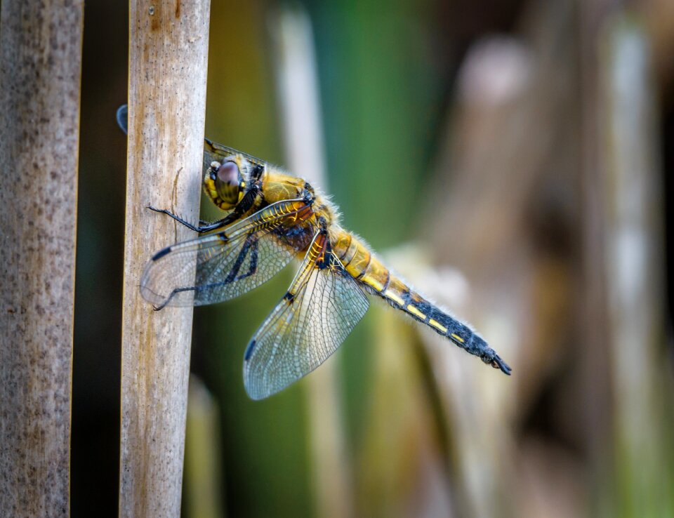 Nature wildlife 4 spot chaser