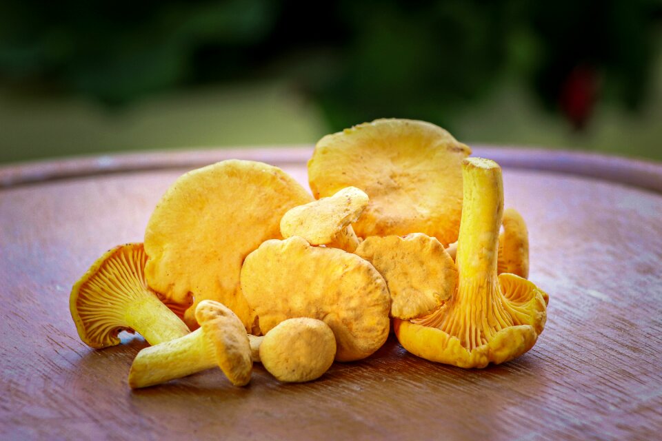 Forest autumn mushroom