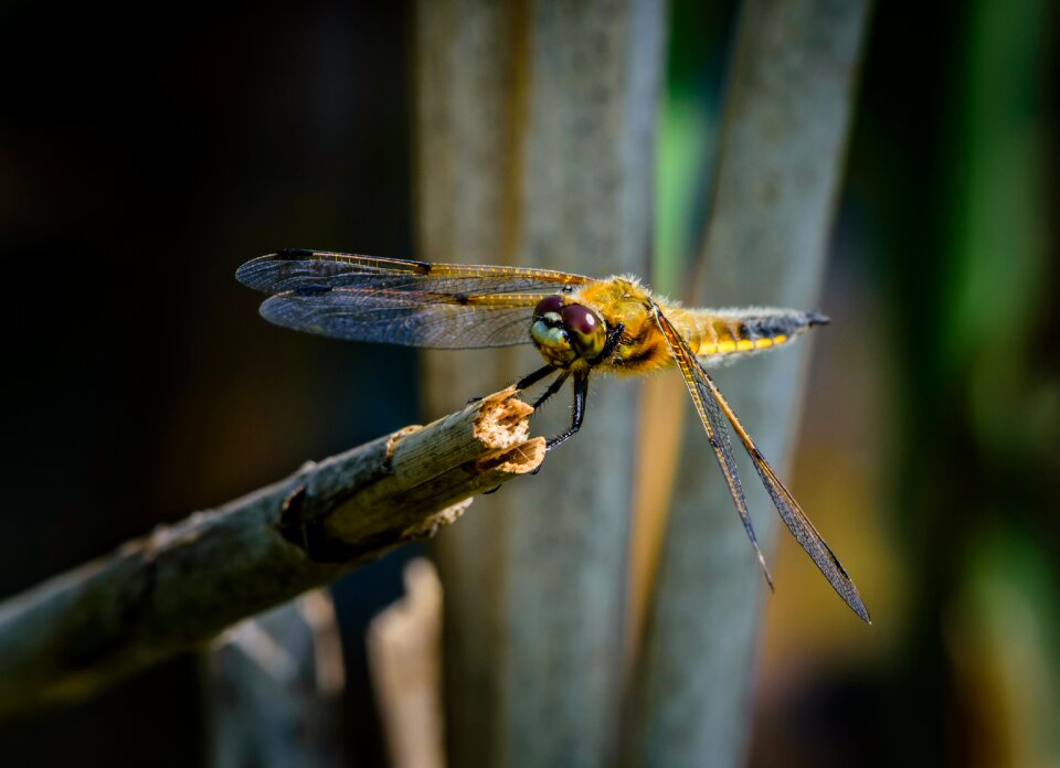 Nature wildlife 4 spot chaser