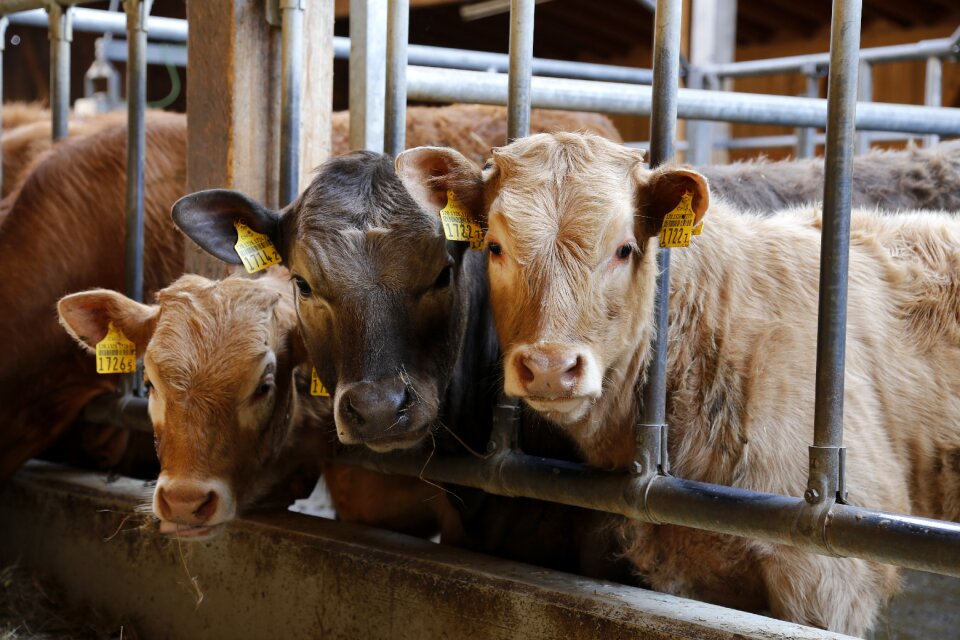 Agriculture cattle young animal