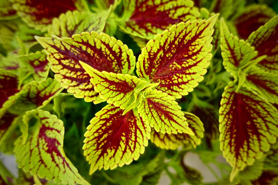 Gardening texture pattern