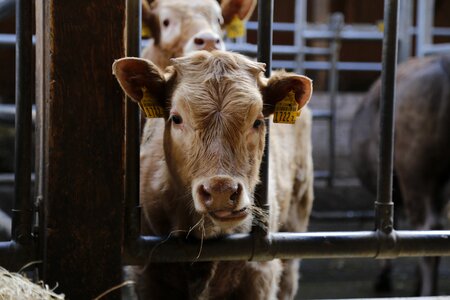 Agriculture cattle young animal photo