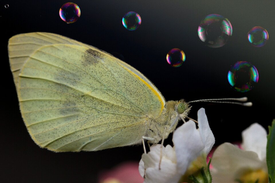 Insect nature close up