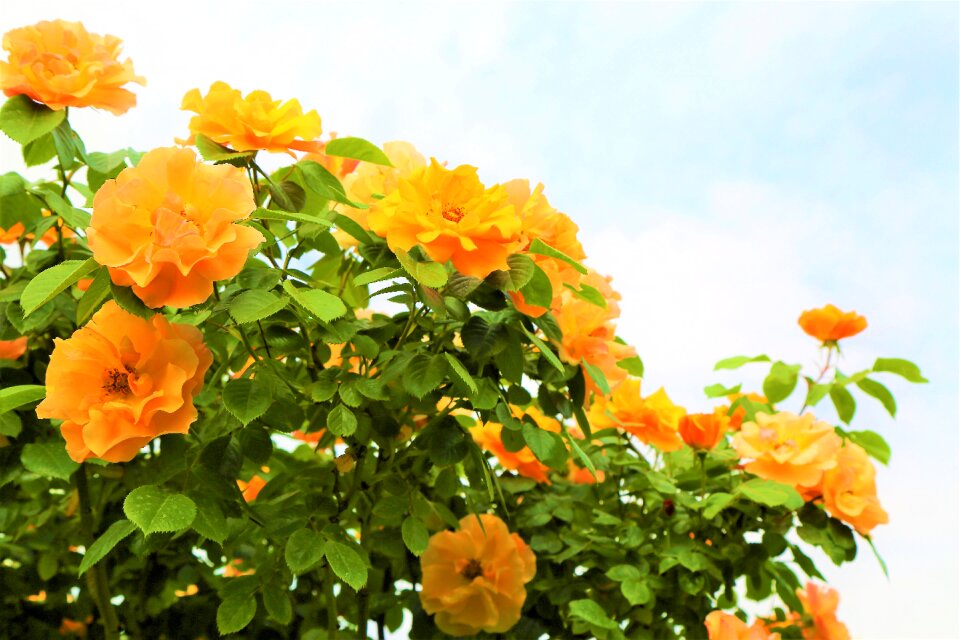 Flower plant nature