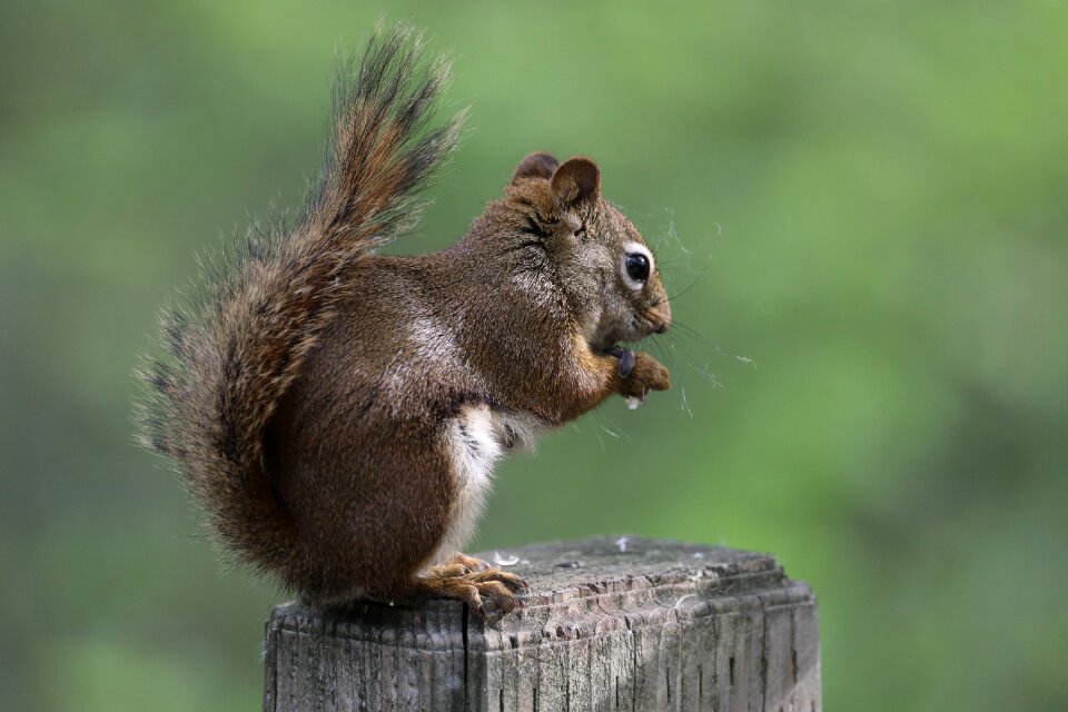 Nature cute furry