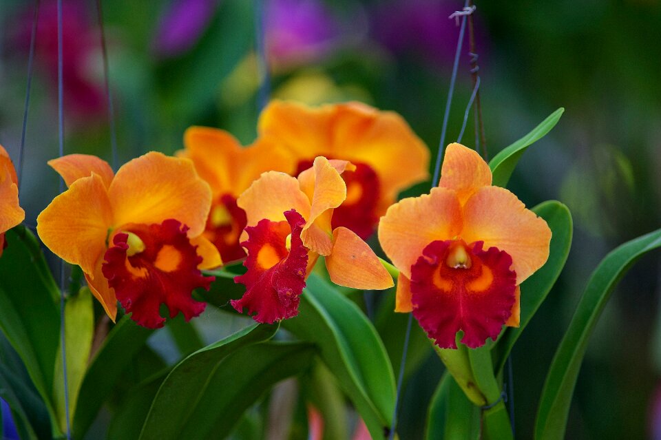Flora wildflowers nature