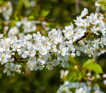 Plant nature blooming photo