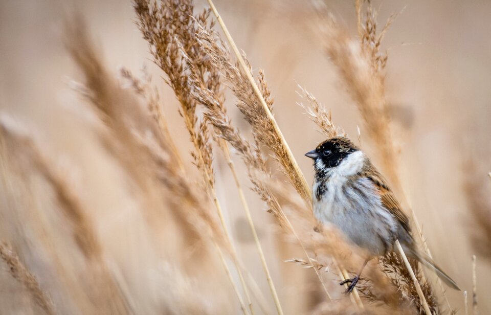 Wildlife nature ornithology
