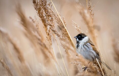 Wildlife nature ornithology